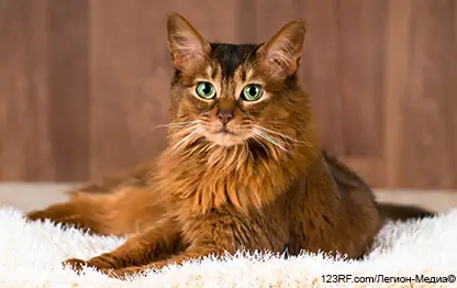 Коронавирус у кошек: симптомы и лечение