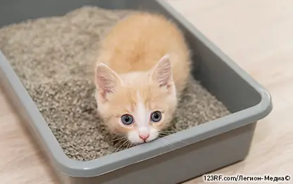 Кровь в кале у кошки: причины и лечение