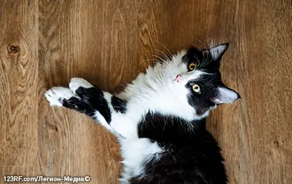 Ложная беременность у кошки – основные симптомы и лечение