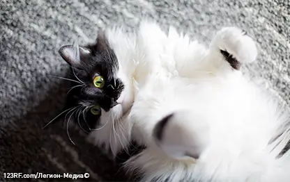 Микоплазмоз у кошек — все о патологии