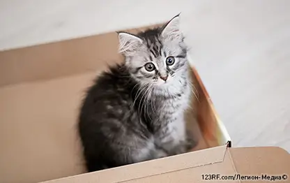 Основные причины, почему кошки любят коробки