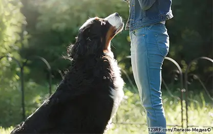 Как научить собаку сидеть
