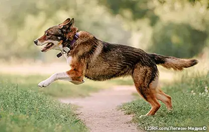 Анатомия собаки