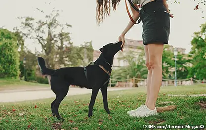 Внутренние органы собаки