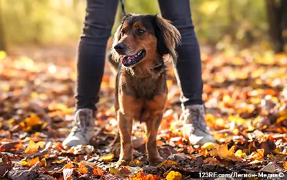 Почему собака чешется