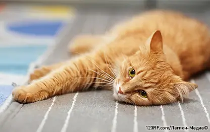 Американдық порно фильмдерді табыңыз