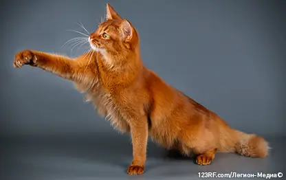 Первая помощь кошке