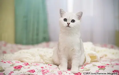 Котенок отказывается от еды