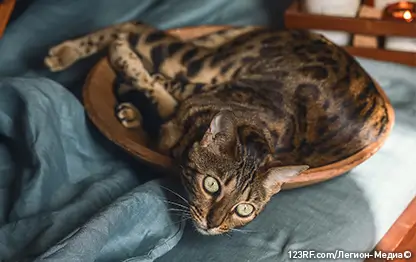 Кошка мяукает при походе в туалет