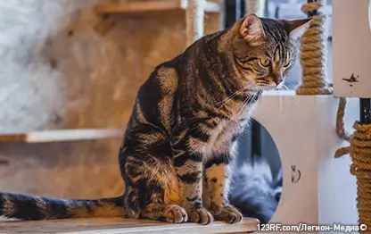 Пищевые потребности пожилых кошек