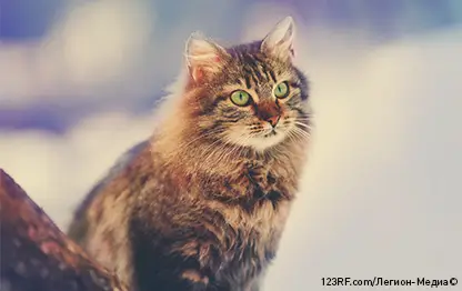 Взять взрослую кошку или котенка?