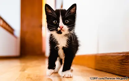 Котенок в доме: первая неделя с вами