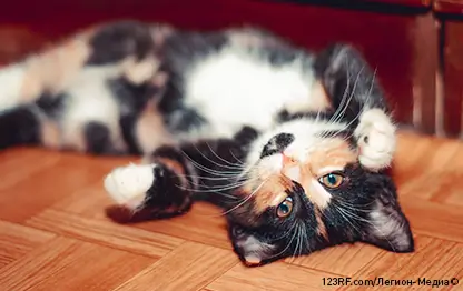 Как понять, что кошка беременна?