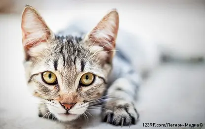 Течка у кошек