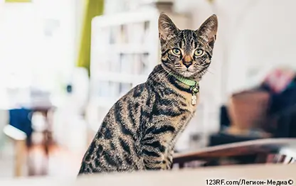 Анатомия кошки