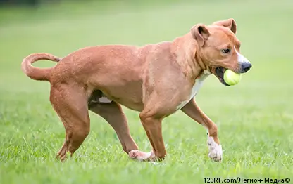 Скелет собаки