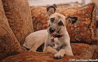 Собака из приюта: что нужно знать?