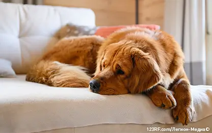 Сколько живут собаки?