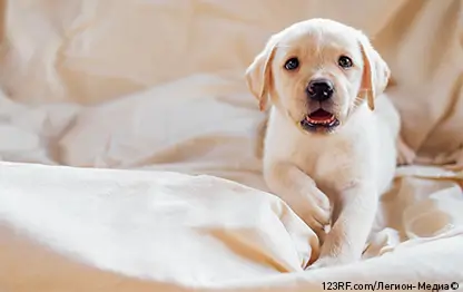 Купание щенка