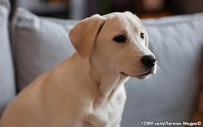 Почему собака не ест корм?