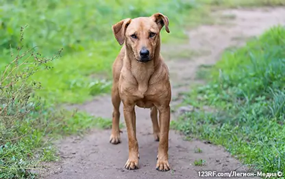 Можно ли давать собакам кости?