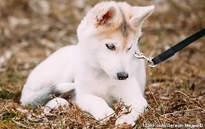 Как приучить щенка к поводку?