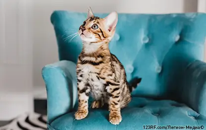 Ұялы телефоныңыздағы орысша порно видеолар