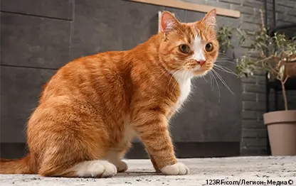 Как избавиться от запаха кошачьей мочи?