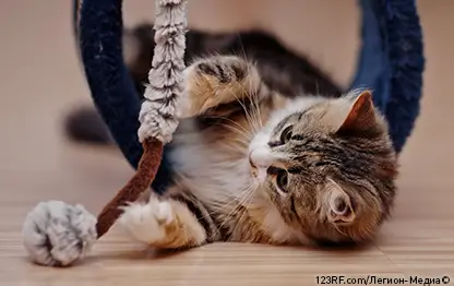 С чем любят играть котята?