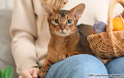 Аллергия на абиссинских кошек – являются ли они гипоаллергенными или нет?