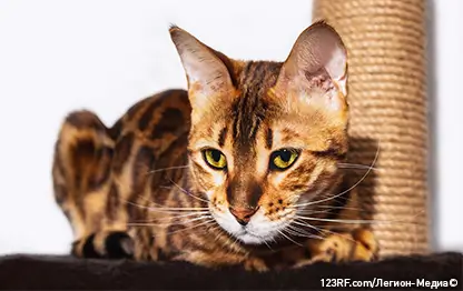 Аллергия на бенгальских кошек – бывает или нет?