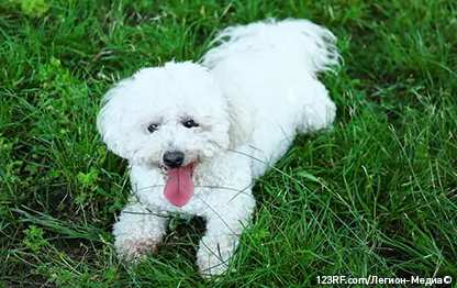 Считается ли бишон фризе гипоаллергенной собакой или нет?