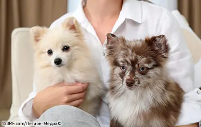 Шпицы гипоаллергенные собаки или нет?