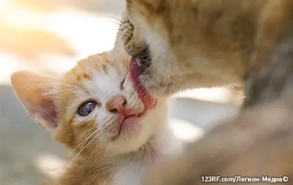 Почему кошки лижут владельцев?