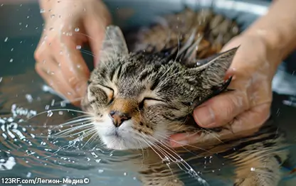 Как часто можно мыть кошек?