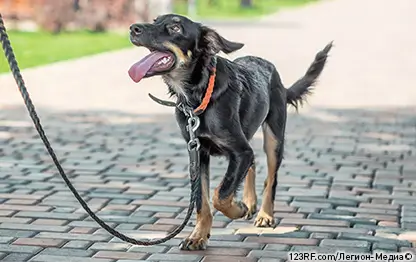 Заболевания почек у собак