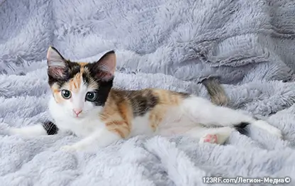 Как назвать трехцветного котенка?