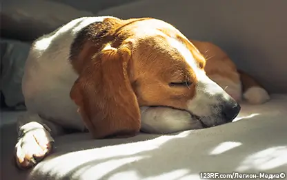 Нарушение пищеварения у собак: лечение и профилактика