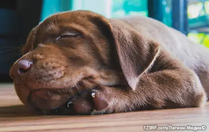 Сколько спят собаки?