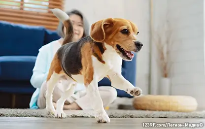 Как отучить собаку лаять без причины?