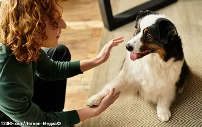 Как научить собаку командам?