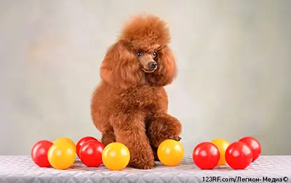 Той-пудель – гипоаллергенная порода или нет, мифы об аллергии