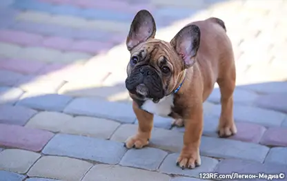 Аллергия на французского бульдога – правда и мифы