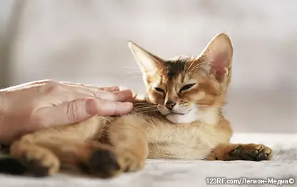 Почему у кошки пахнет изо рта?