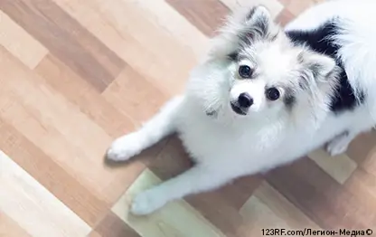 Алопеция у шпицев: лечение и причины, почему выпадает шерсть