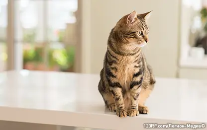 Зачем кошкам усы?