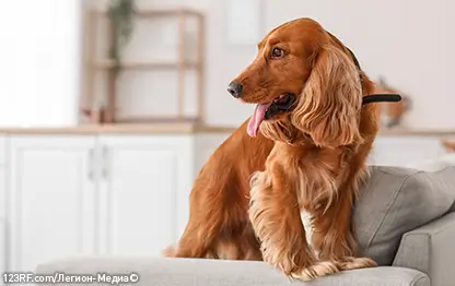 Можно ли давать чеснок собаке или нельзя?