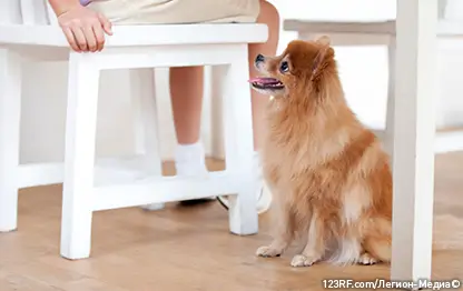 Можно ли собакам давать сладкое?