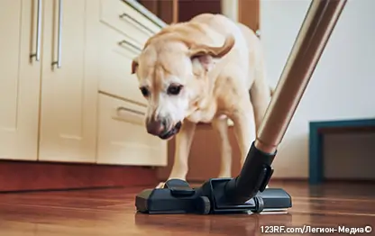Почему собака может бояться пылесоса?