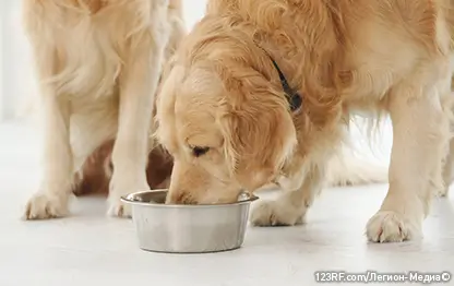 Как правильно кормить собаку?